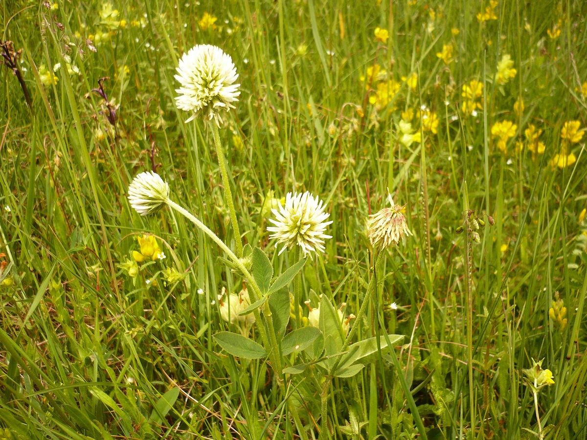 Trifolium montanum subsp. montanum (Fabaceae)